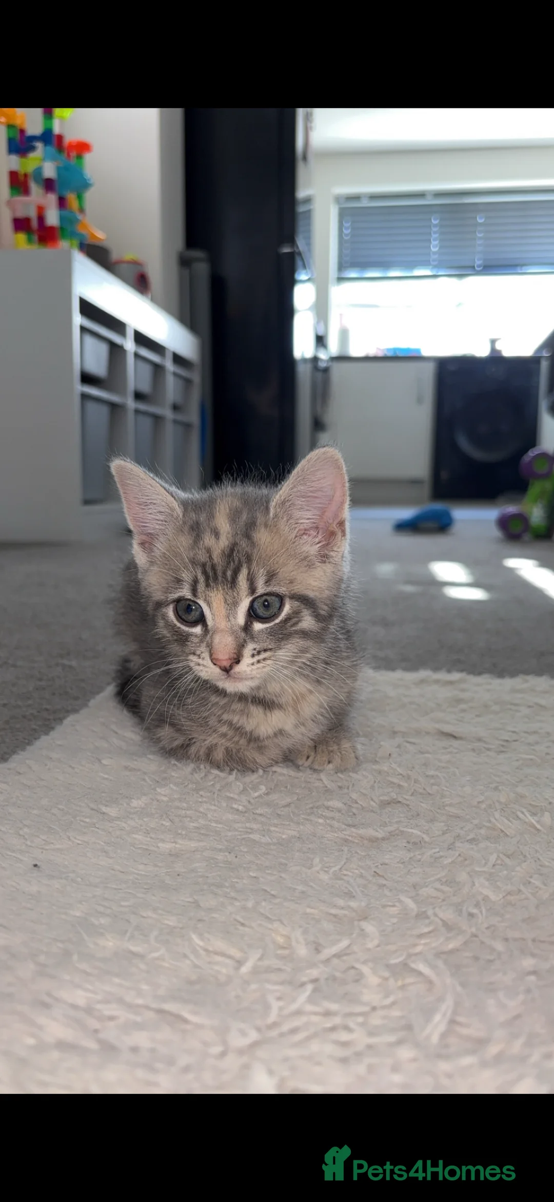 Mixed Breed cats for sale: Willow - Advert 4