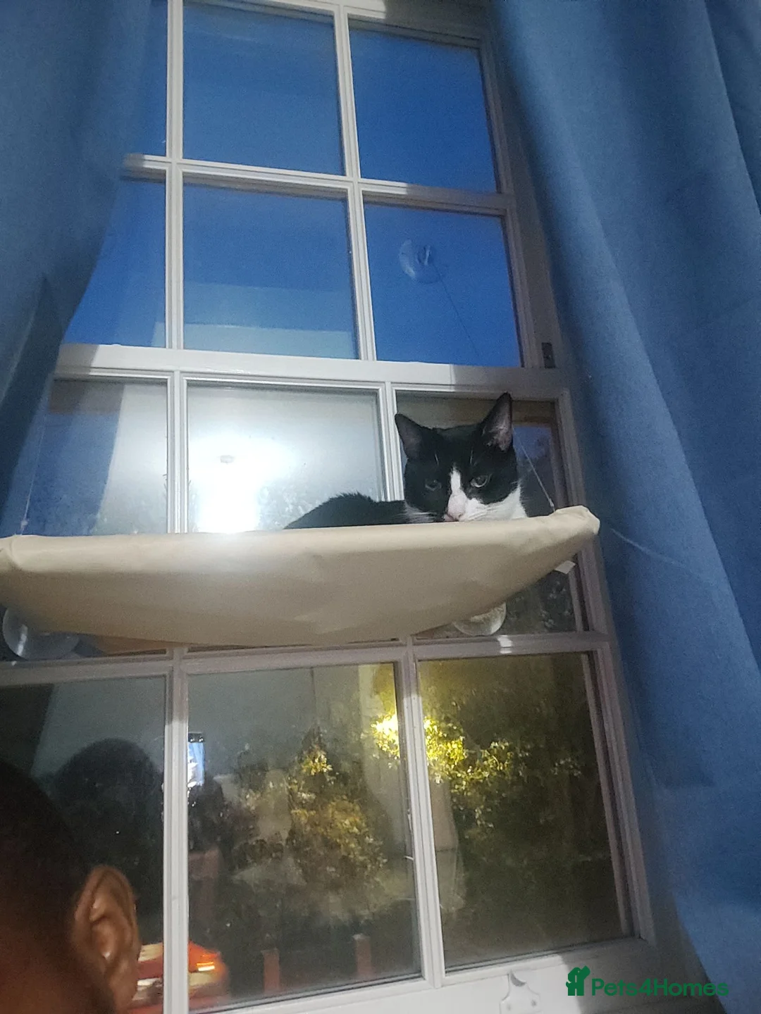 Domestic Shorthair cats for sale: Black & White Cat (no charge) - Male - Advert 5