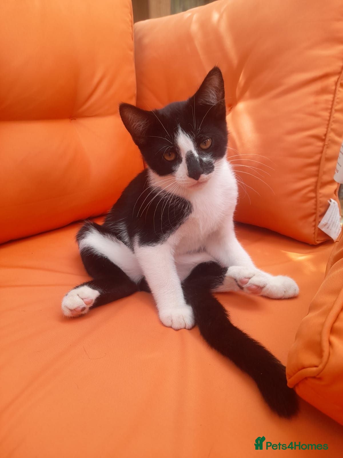 Mixed Breed cats Very Affectionate Male Kitten - FREE/adoption - Advert 6