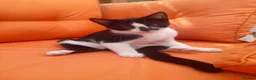 Mixed Breed cats for sale: Very Affectionate Male Kitten - FREE/adoption - Advert 1