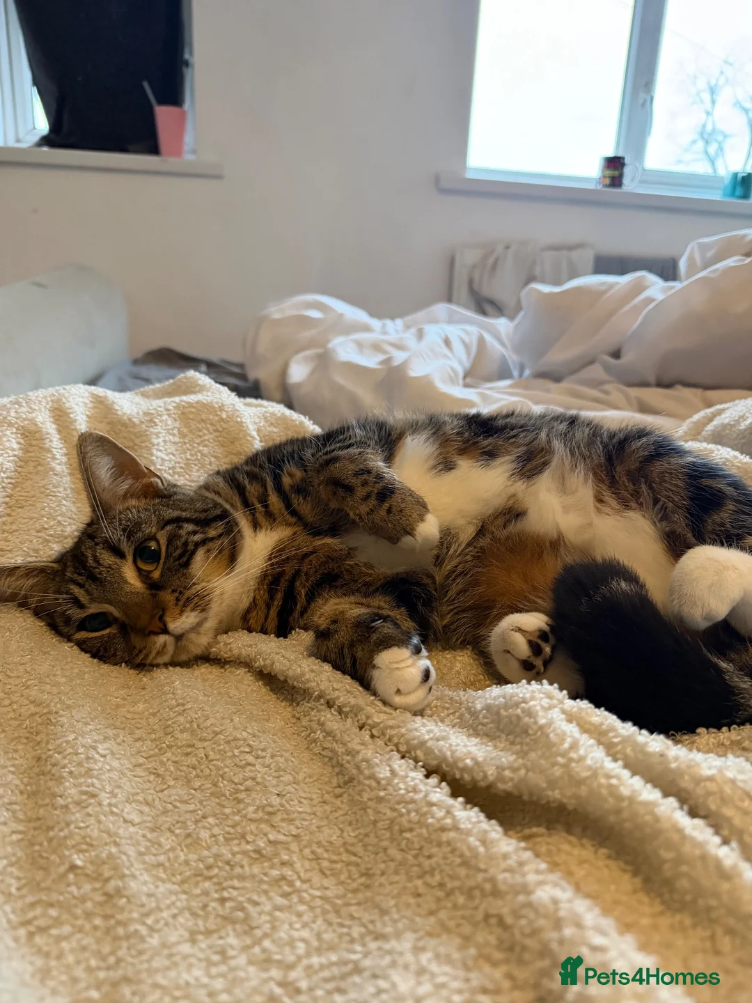 Domestic Shorthair cats for sale: 🐱 Loving kitten Looking for a New Home 🏡 - Advert 8