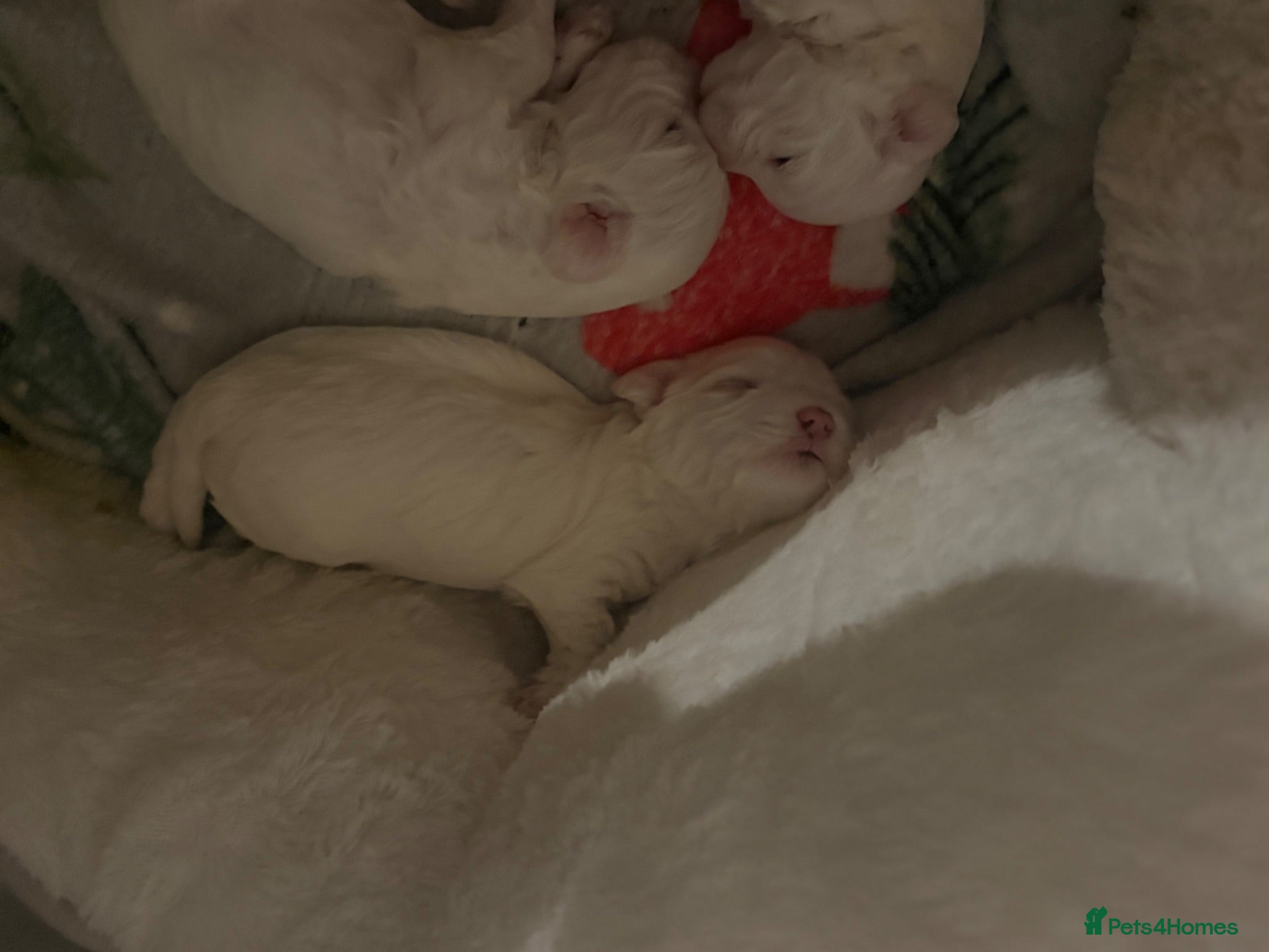 Bichon Frise dogs 🐶 Puppies Looking for Their Forever Homes 🐶 - Advert 1