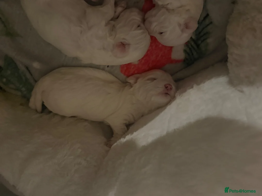 Bichon Frise dogs for sale: 🐶 Puppies Looking for Their Forever Homes 🐶 - Advert 1