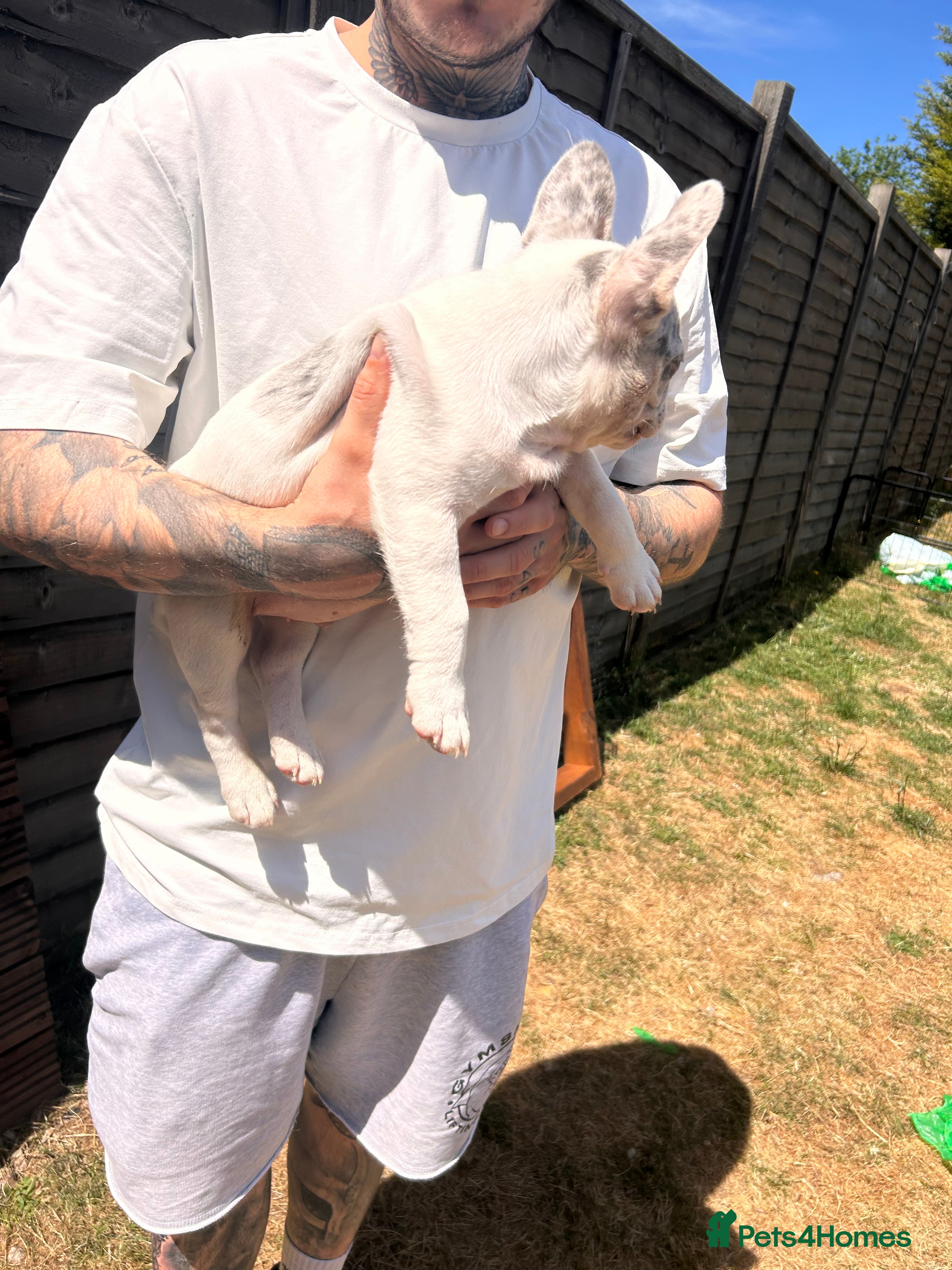 French Bulldog dogs for sale: DWKC French bulldog puppies  - Advert 10