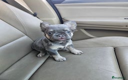 French Bulldog dogs for sale: STUNNING FLUFFY TRI PLATINUM LILAC & TAN FEMALE - Image 2