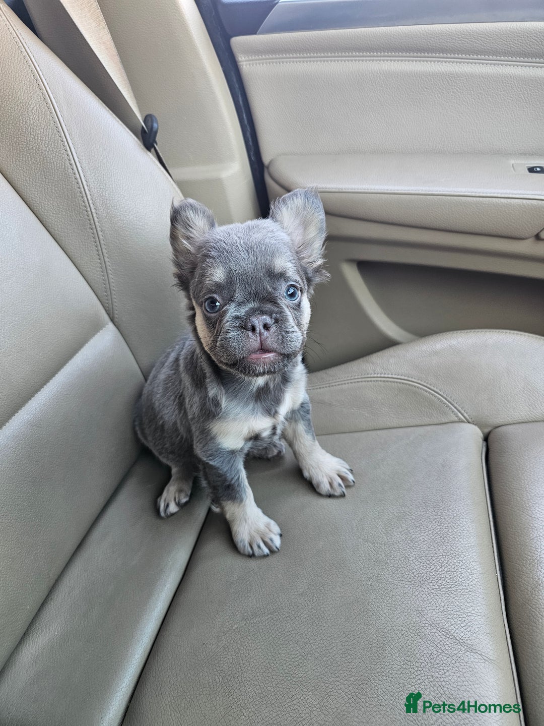 French Bulldog dogs for sale: STUNNING FLUFFY TRI PLATINUM LILAC & TAN FEMALE - Image 2