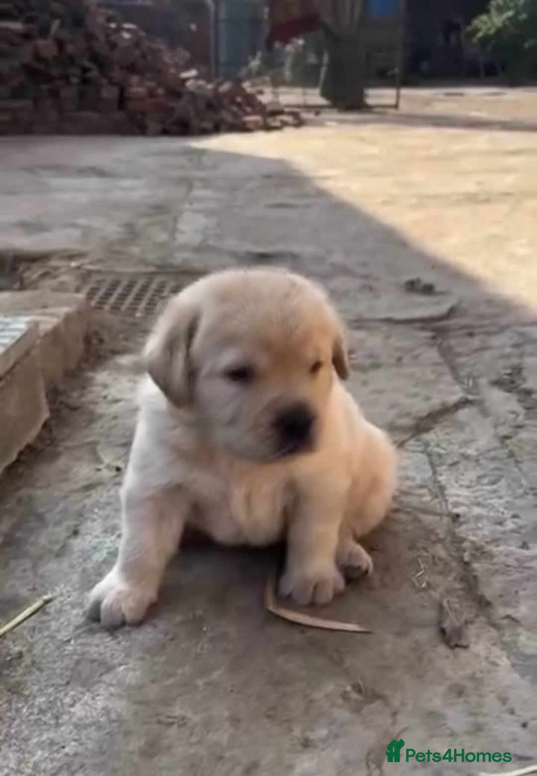Labrador Retriever dogs for sale: KC Stunning labs - Image 6
