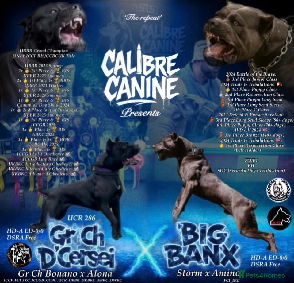 Cane Corso dogs Cane corso puppies - Advert 10