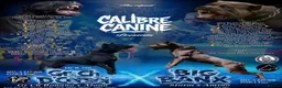Cane Corso dogs for sale: Cane corso puppies in Rochford - Advert 1