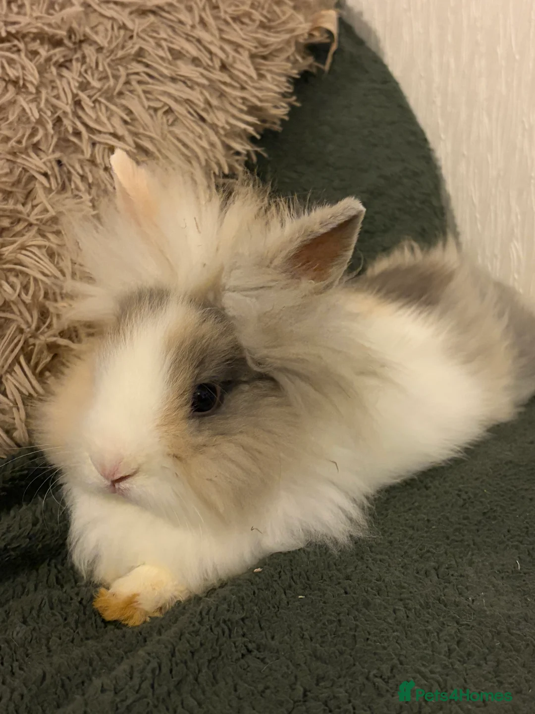 Lionhead rabbits for sale: Beautiful lion head - Advert 1
