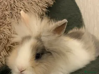 Lionhead rabbits Beautiful lion head - Advert 1