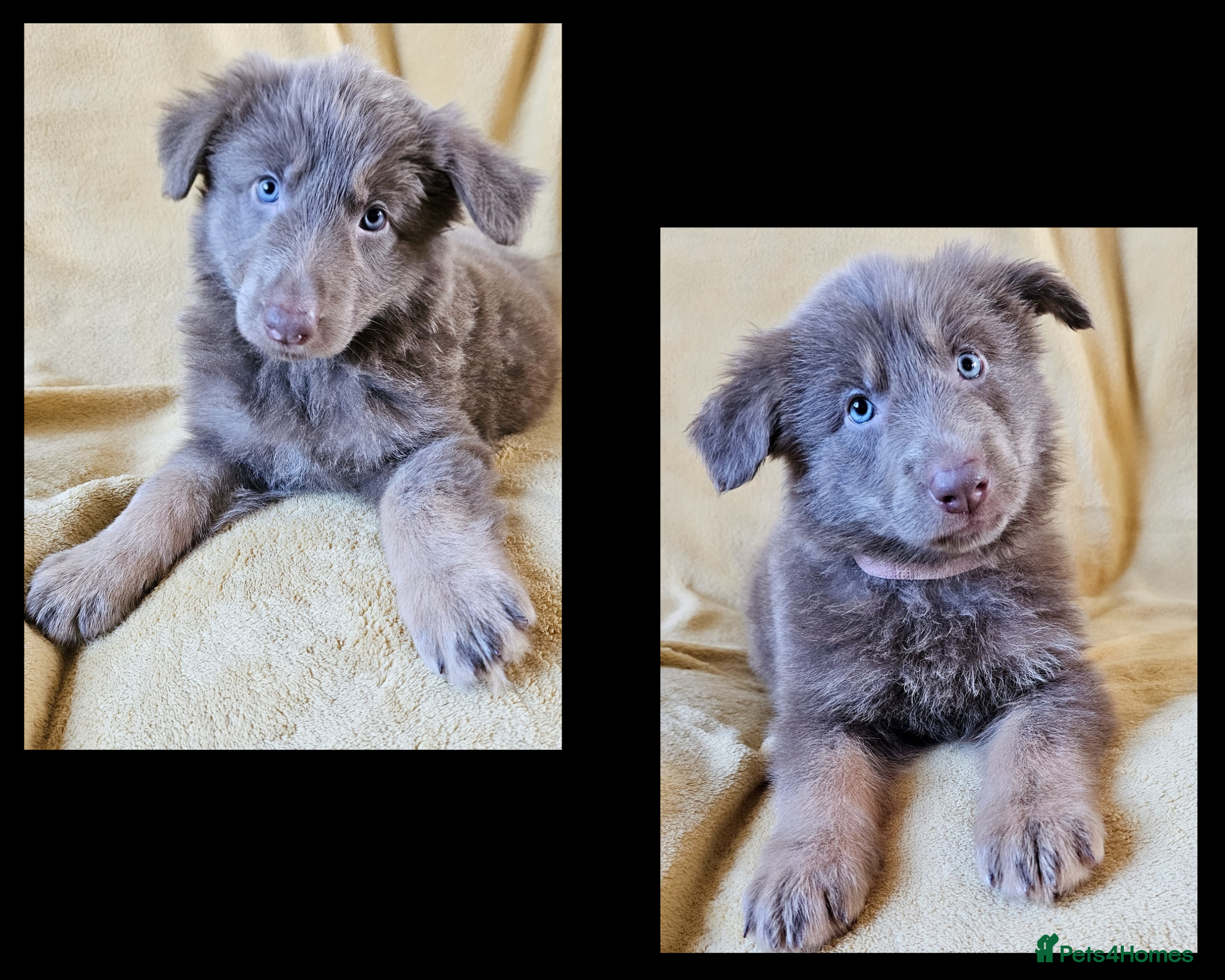 German Shepherd dogs 💠2 izzy female KC reg straight back GSP's💠 - Advert 6