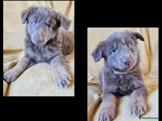 German Shepherd dogs 💠2 izzy female KC reg straight back GSP's💠 - Advert 6