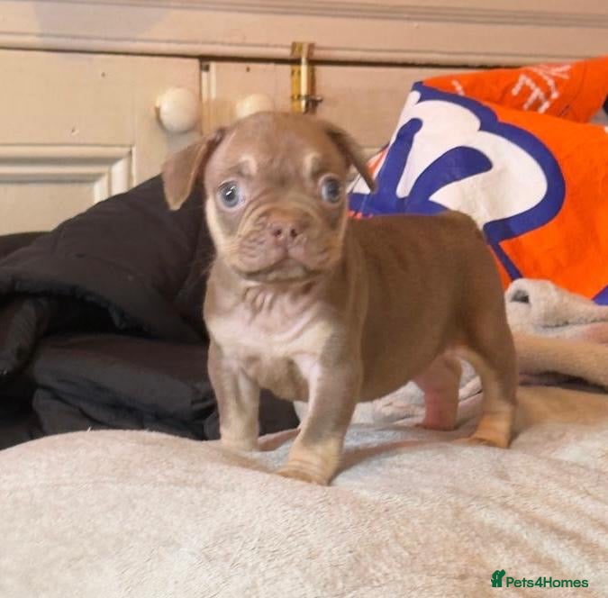 French Bulldog dogs Beautiful French bulldog Puppies 💪🏽 - Advert 4