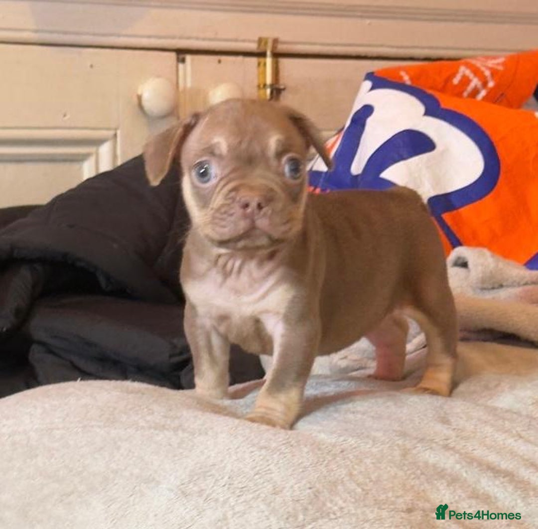French Bulldog dogs for sale: Beautiful French bulldog Puppies 💪🏽 - Advert 5
