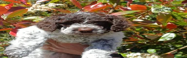 Lagotto Romagnolo Puppy 5