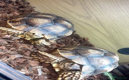 Tortoise reptiles for sale: Pair of sulcata tortoises  - Image 1
