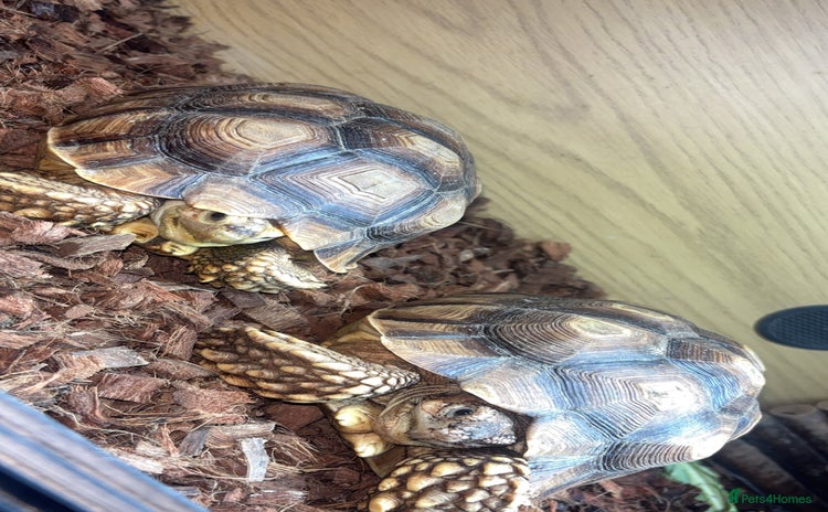 Tortoise reptiles - Advert 2