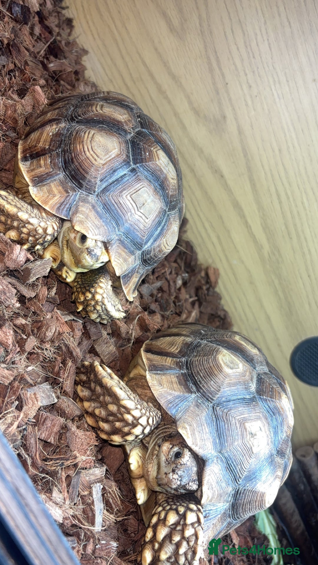 Tortoise reptiles for sale: Pair of sulcata tortoises  - Image 1