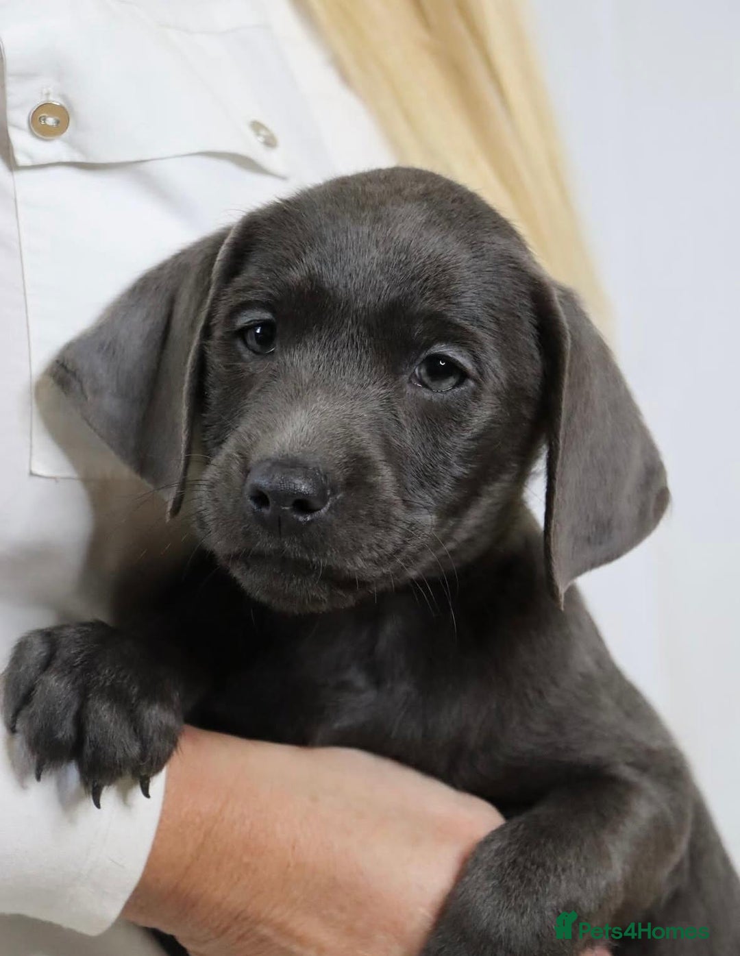 Labrador Retriever dogs for sale: Labrador puppies  - Image 3