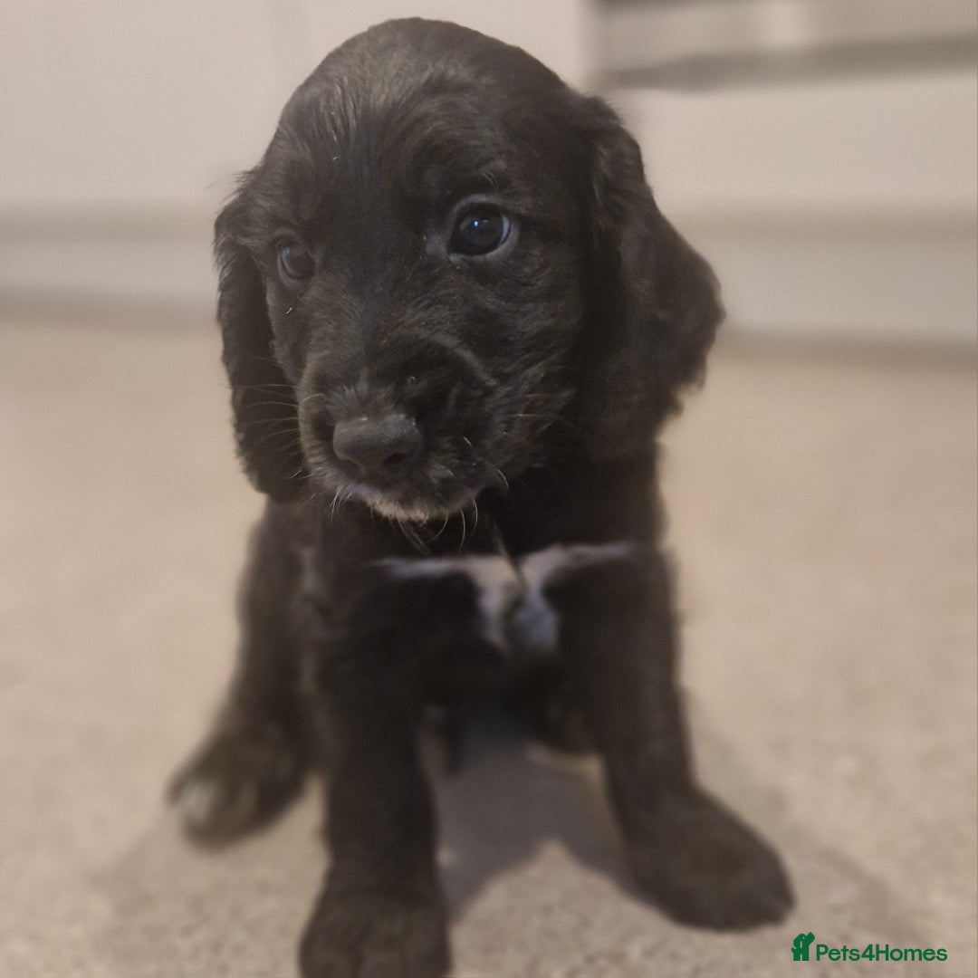 Cockapoo dogs for sale: 6 beautiful F2 cockapoos for sale!    - Advert 17