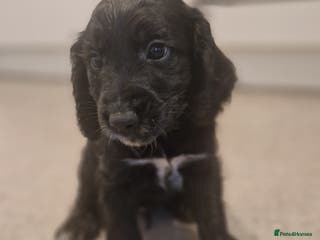 Cockapoo dogs 6 beautiful F2 cockapoos for sale! - Advert 8