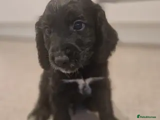 Cockapoo dogs 6 beautiful F2 cockapoos for sale! - Advert 4