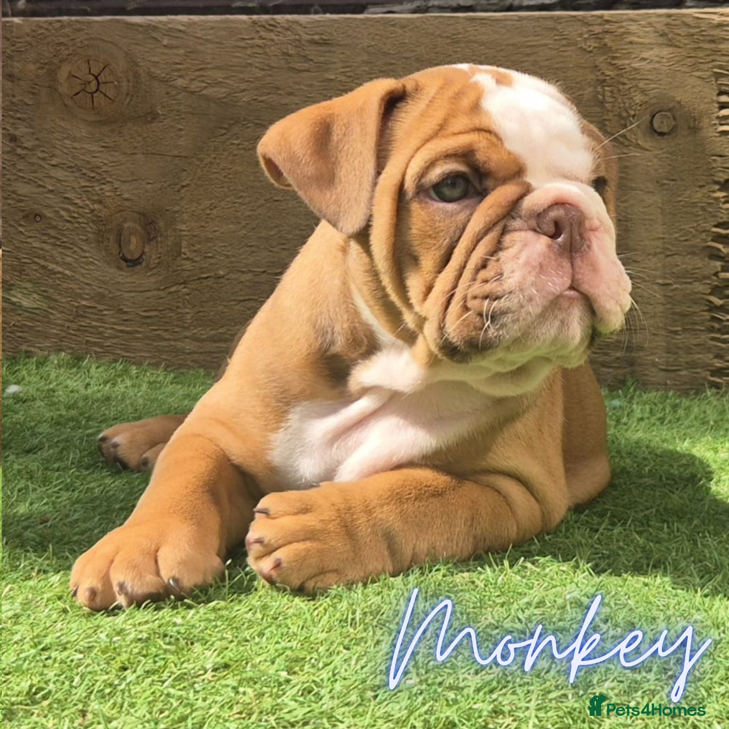 English Bulldog dogs REDUCED & READY TO LEAVE KC British Bulldogs - Advert 2
