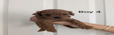 Toy Poodle 1