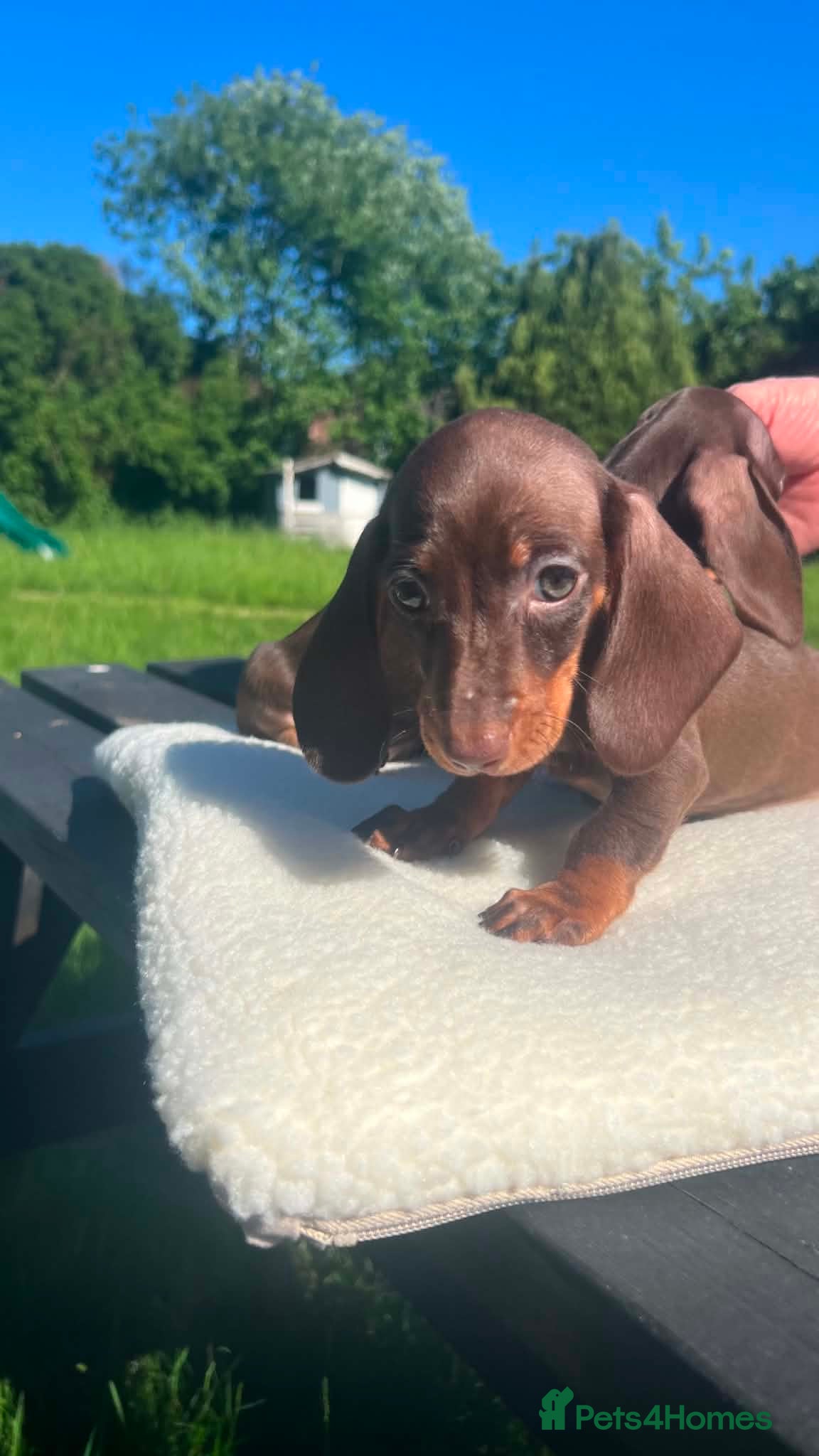 Miniature Dachshund dogs Reduced price -Mini Dachshund Puppies  Chocolate - Advert 14