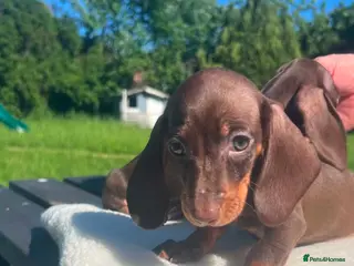 Miniature Dachshund dogs Reduced price -Mini Dachshund Puppies Chocolate - Advert 14