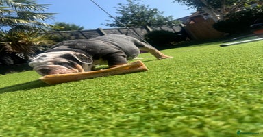 English Bulldog dogs - Advert 12