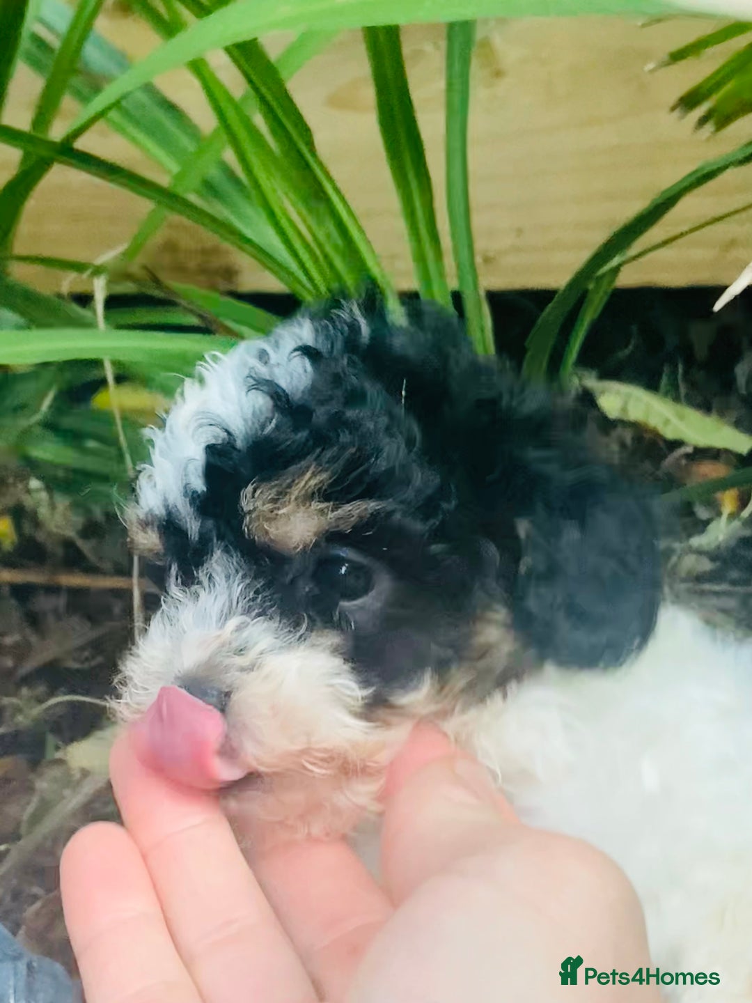 Cavapoo dogs for sale: Tricolour cavapoo female 🐾 - Advert 2