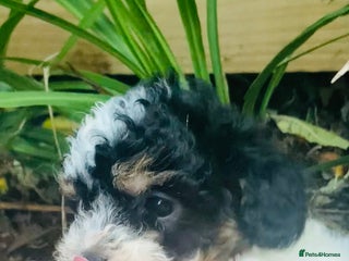 Cavapoo dogs Tricolour cavapoo female 🐾 - Advert 4
