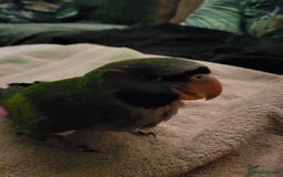 Parakeets birds for sale: Hand reared derbyan - Image 10