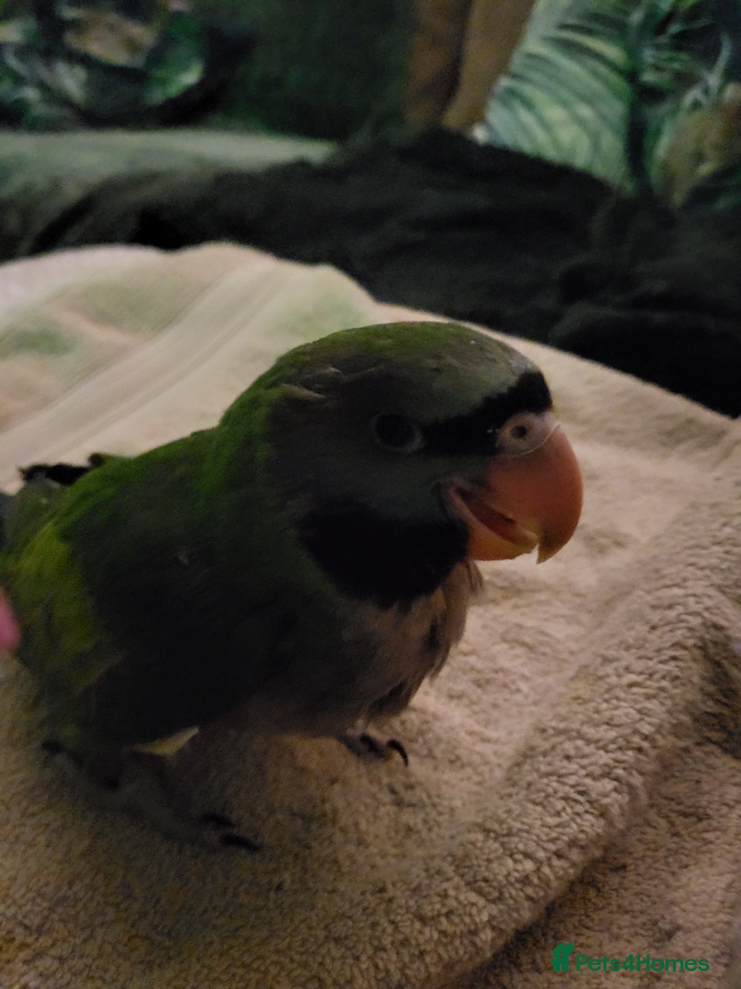 Parakeets birds for sale: Hand reared derbyan - Image 10