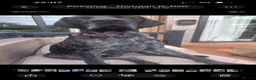 German Shorthaired Pointer dogs for stud: GSP for stud in Sunderland - Advert 2