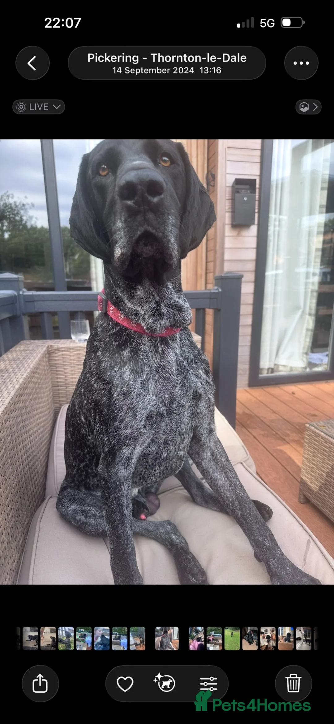 German Shorthaired Pointer dogs for stud: GSP for stud in Sunderland - Advert 2
