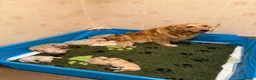 Golden Retriever dogs for sale: KC Registered Golden Retrievers - Advert 15