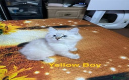 Ragdoll cats for sale: ❗️❤️5 Incredibly Beautiful Ragdoll Kittens❤️🐈  - Image 18
