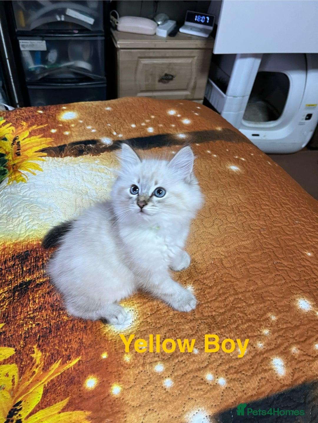 Ragdoll cats for sale: ❗️❤️5 Incredibly Beautiful Ragdoll Kittens❤️🐈  - Image 18