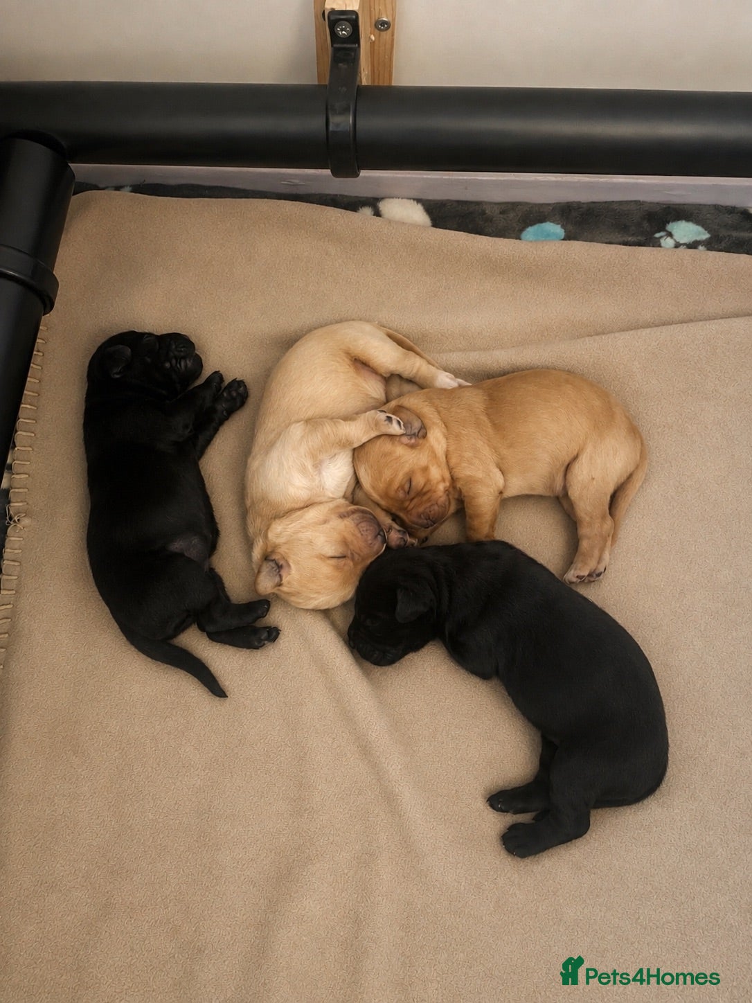 Labradoodle dogs 🦴❤️ beautiful F1 Labradoodle puppies ❤️🦴 - Advert 1