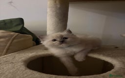 Ragdoll cats for sale: Boy 3/4 ragdoll kitten - Image 1