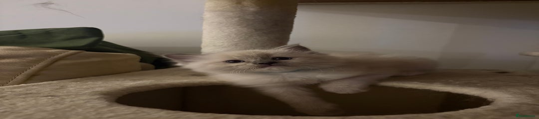 Ragdoll Kitten 1