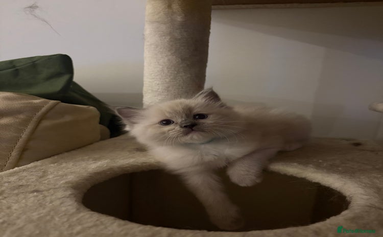 Ragdoll cats - Advert 8