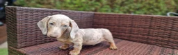 Miniature Dachshund dogs for sale:  Beautiful Mini dachshund   - Advert 19