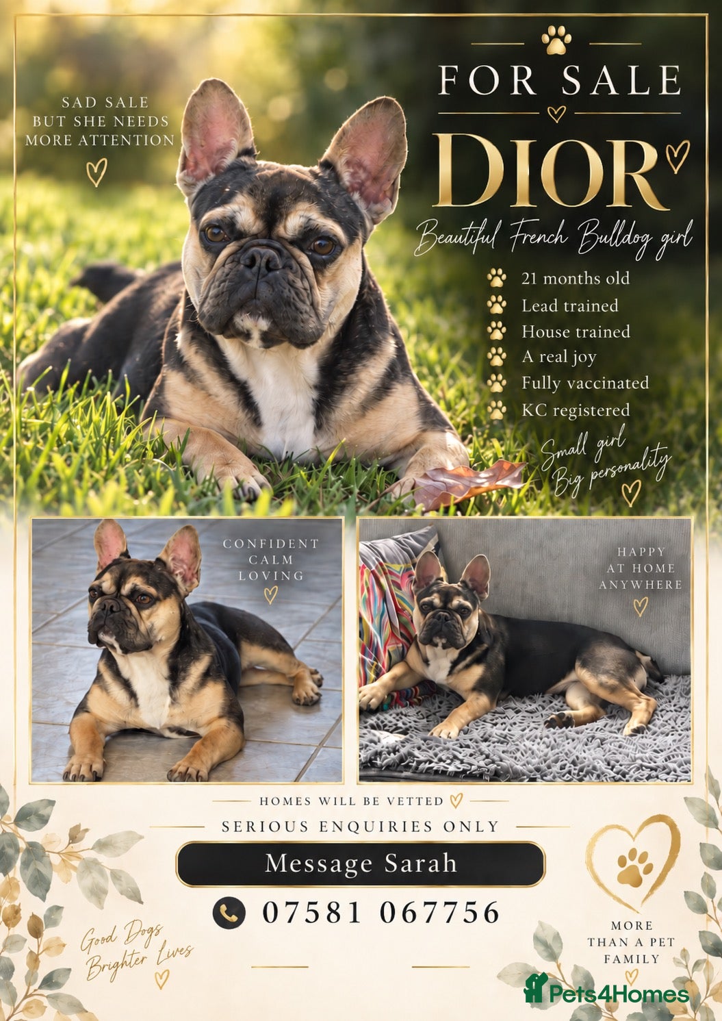 French Bulldog dogs Special french bull dog girl  - Advert 2