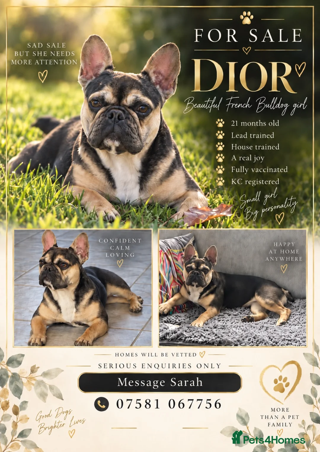 French Bulldog dogs for sale: Special french bull dog girl  - Advert 1