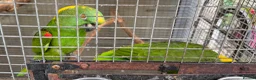 Parrots birds for sale: Yellow Nape Amazons  - Advert 1