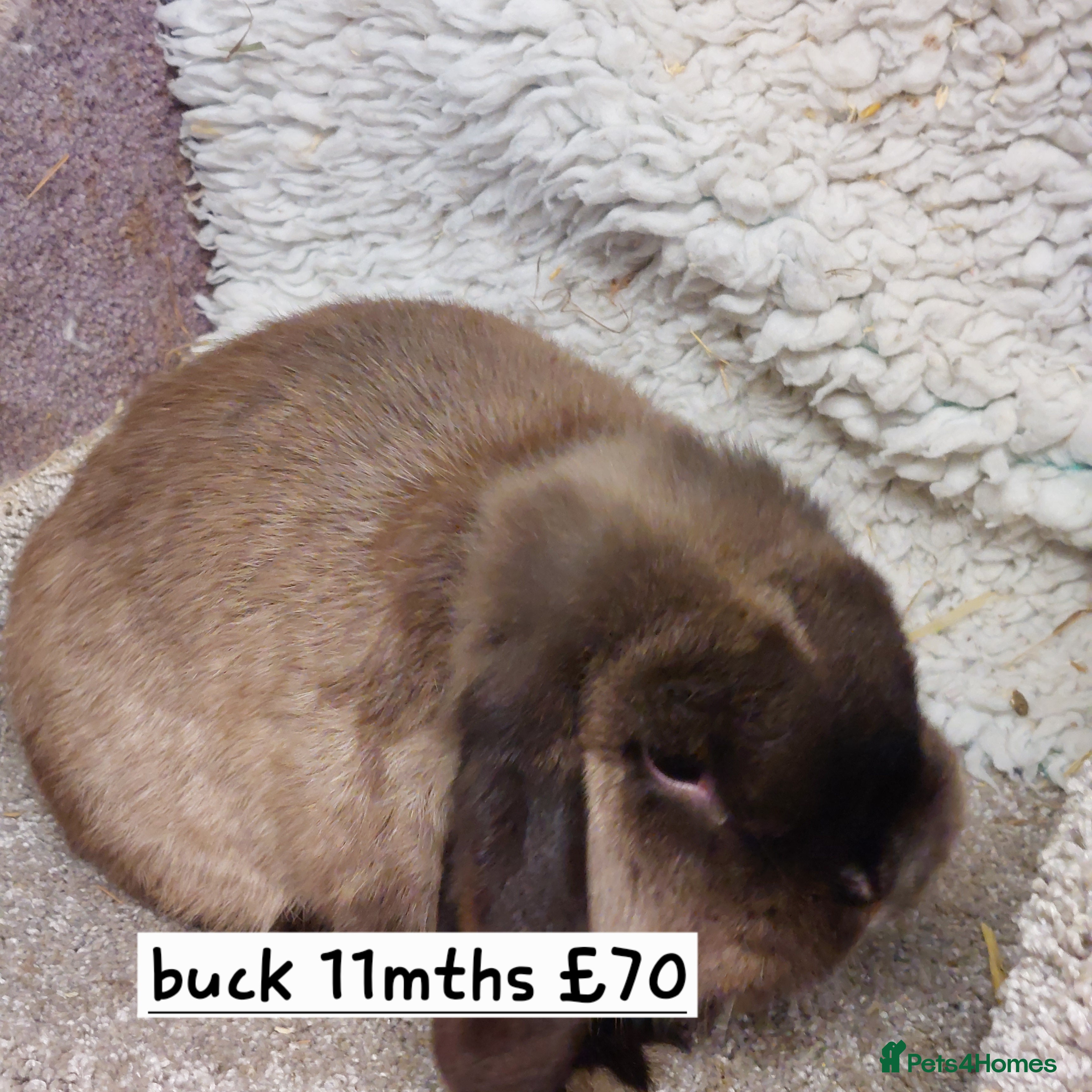 Mini Lop rabbits for sale:  Beautifull freindly minilop Does &bucks - Advert 2